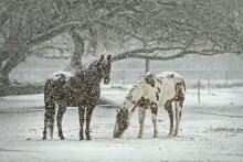 Paard sneeuw