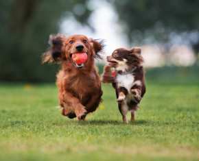 twee honden lopen in het gras achter een balletje 